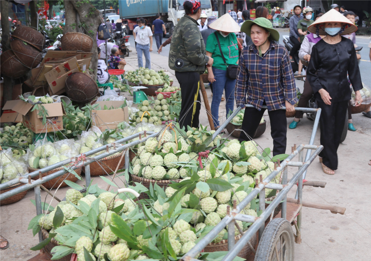 Na Chi Lăng: Quả ngọt miền biên viễn (25/08/2023)